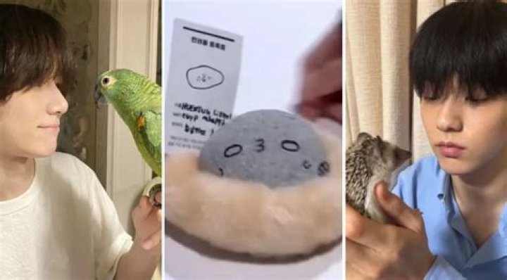 2023 MTV VMA Winners: Meet Their Celebrity Pets!