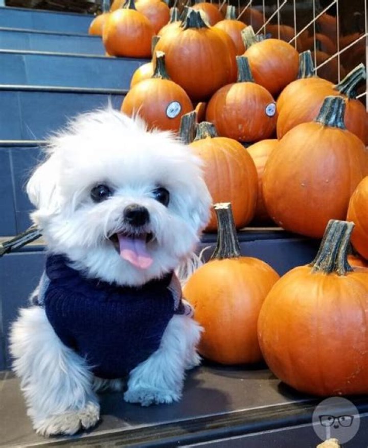 71 puppies rescued from puppy mill, up for adoption!