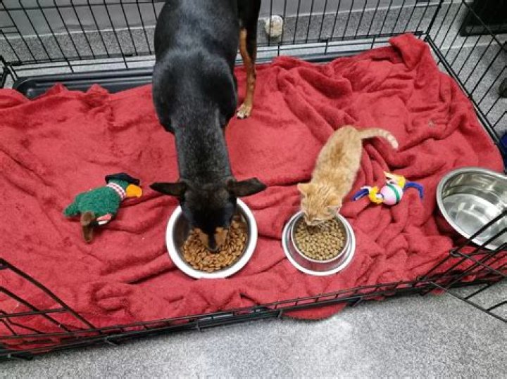 Anne and Ginger Biscuit, The Kitten Who Found a Friend in a Dog