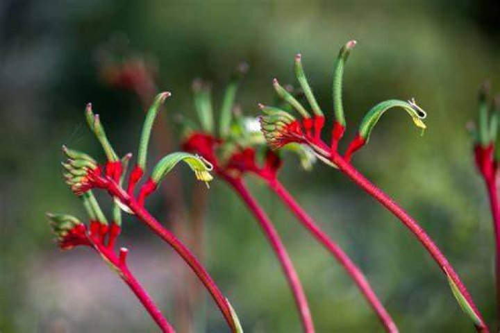Are kangaroo paws poisonous?
