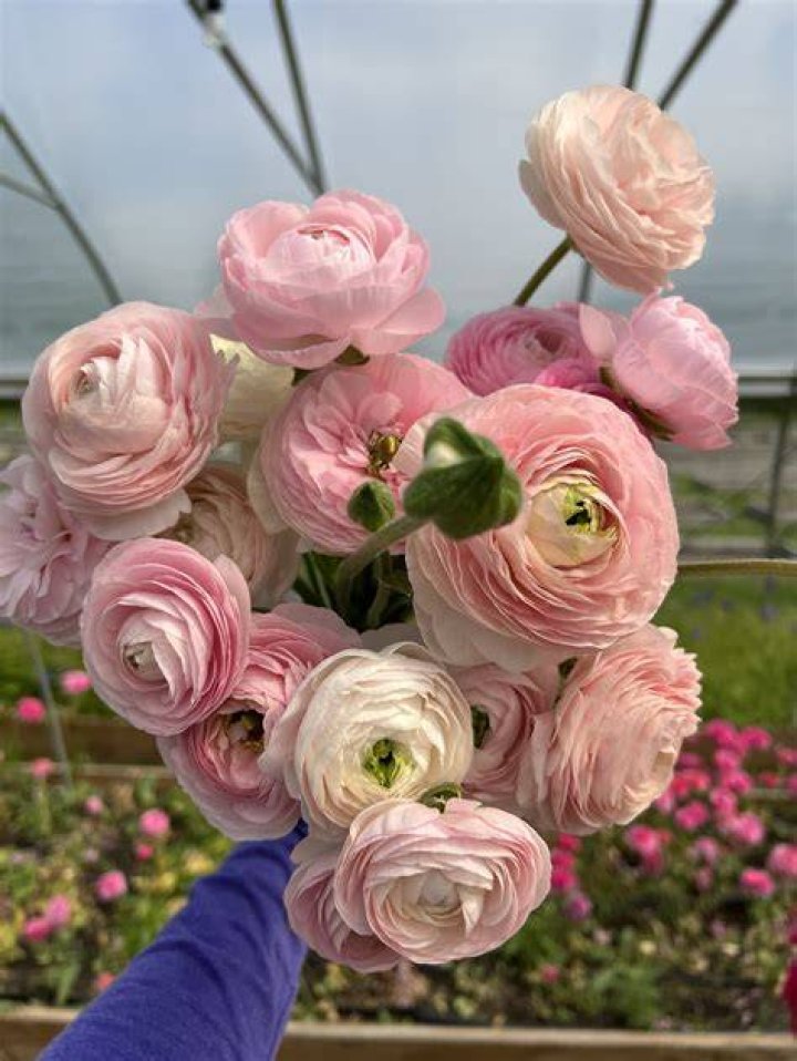 Are Ranunculus cut and come again?