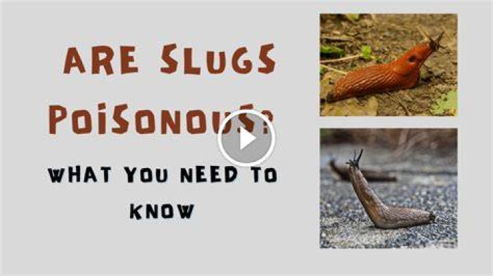 Are red slugs poisonous?
