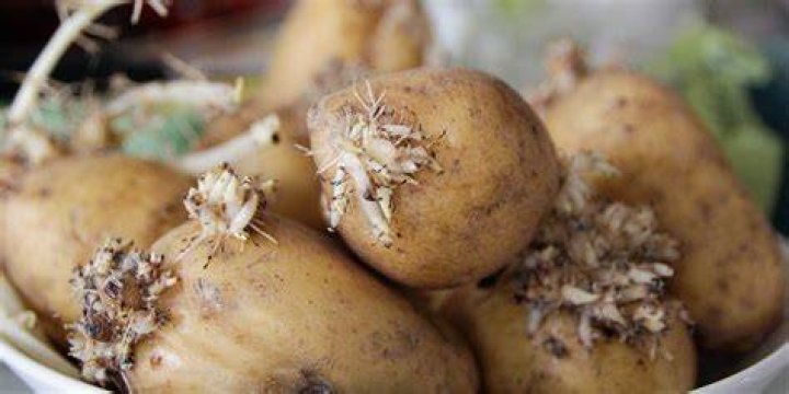 Are sprouted turnips safe to eat?