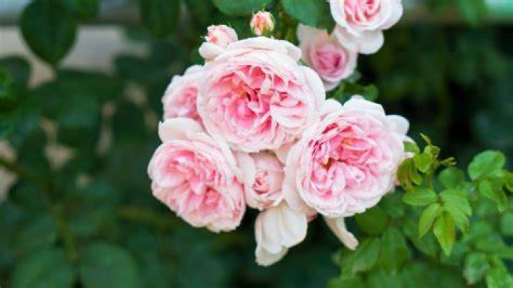 Are there any roses without thorns?