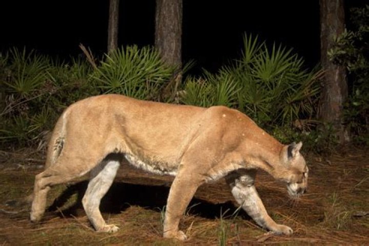 Are there Panthers in Carolina?