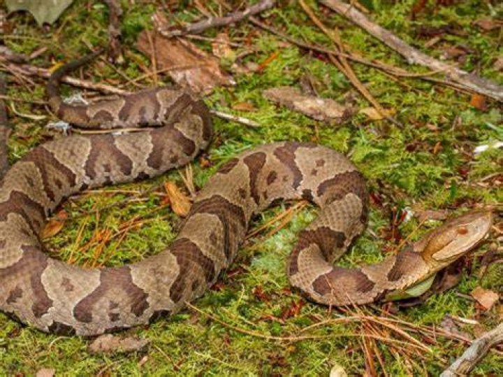 Are there snakes in Santa Fe NM?