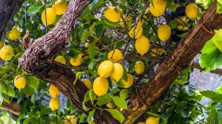 Are wild lemons safe to eat?