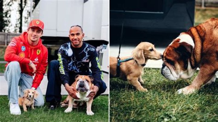 Arthur Leclerc Pets - Celebrity Pets