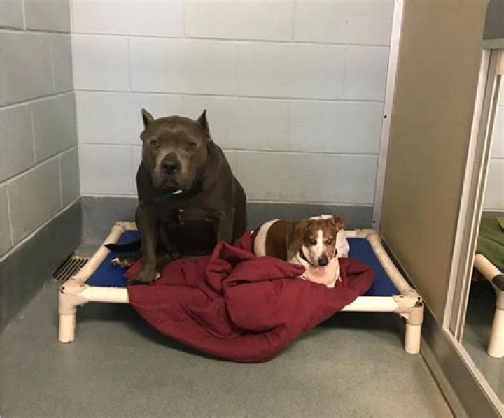 Best Friend Orphan Dogs Blue Dozer and OJ Adopted Together