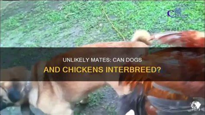 Can a dog and chicken mate?