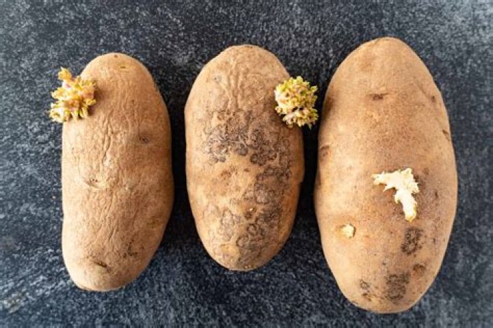 Can a rotten potato kill you?