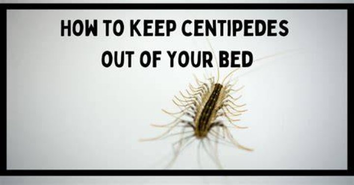 Can centipedes get in your bed?