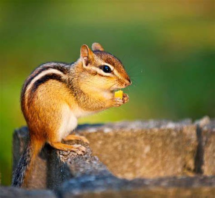 Can Chipmunks damage house foundation?