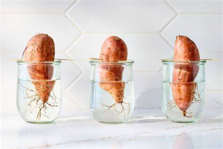 Can I soak sweet potatoes in water overnight?
