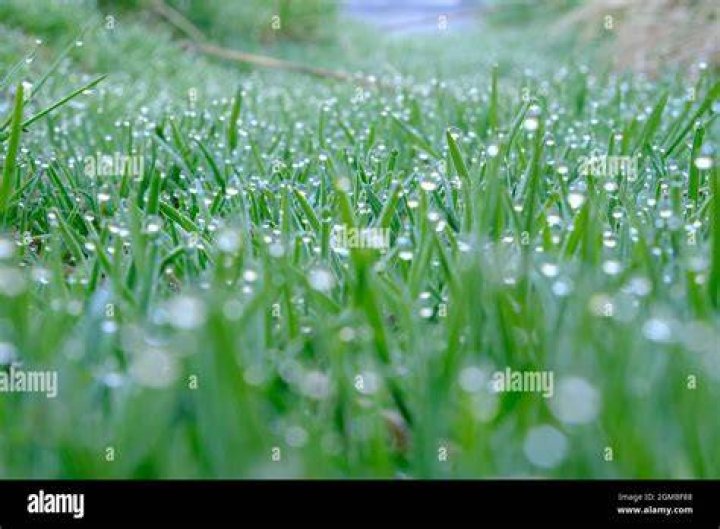 Can I spray Roundup with dew on the grass?