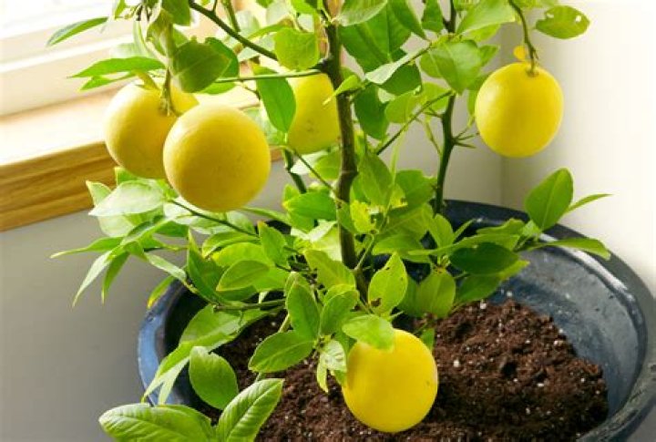 Can lime turn into lemon?