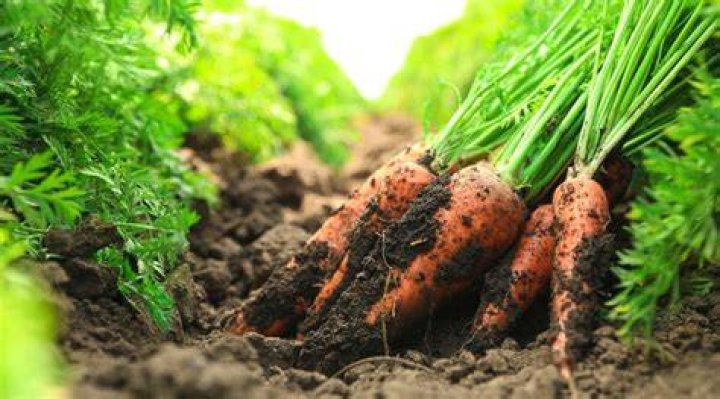 Can old carrots make you sick?