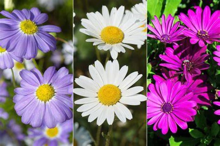 Can Shasta Daisies be divided?