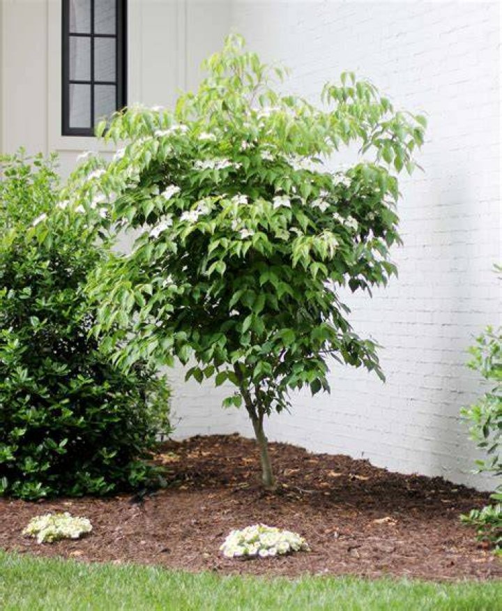 Can you grow a mango tree in North Carolina?