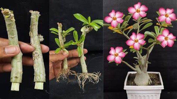Can you grow desert rose from a cutting?