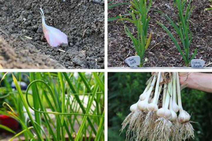 Can you plant garlic after tomatoes?