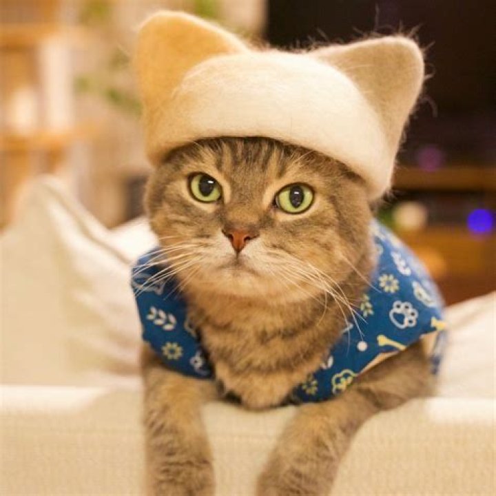 Cats in Hats: Kitty Dad Ryo Yamazaki Makes Cat’s Hats Using Their Own Fur