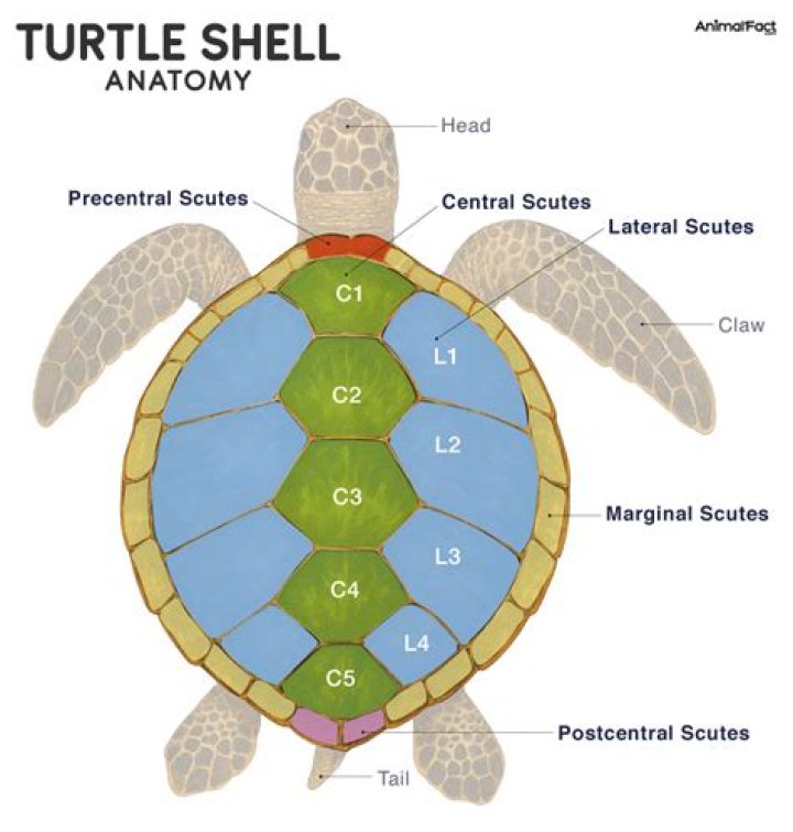 Celebrities named Turtle