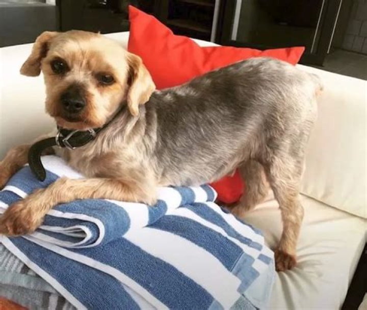 Chrishell Stause Pets - Celebrity Pets