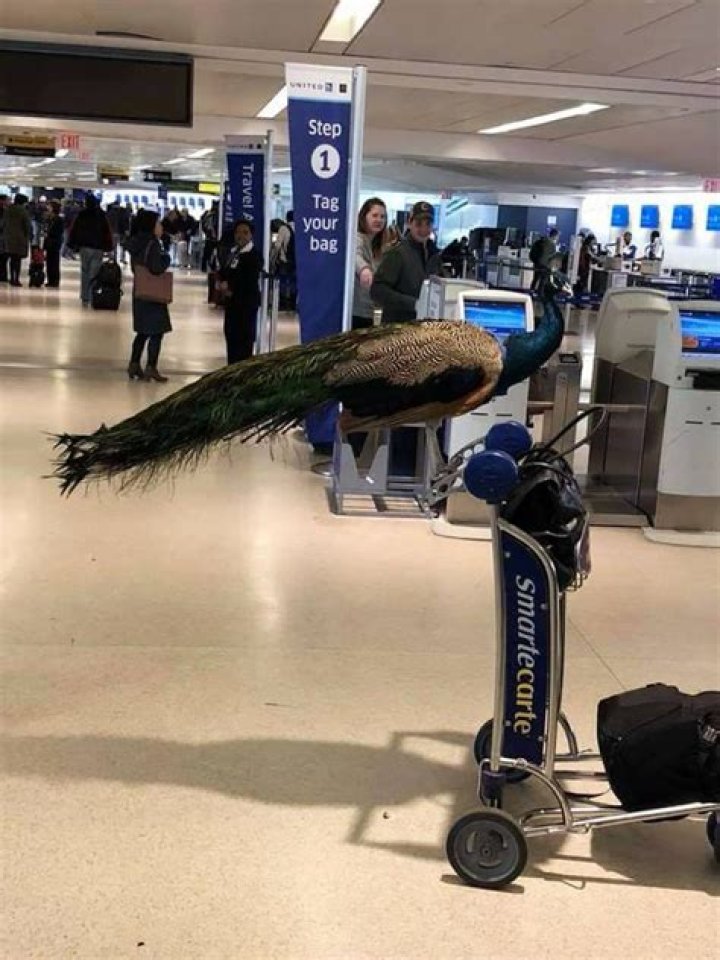 Controversy over United Airlines Banning an Emotional Support Peacock