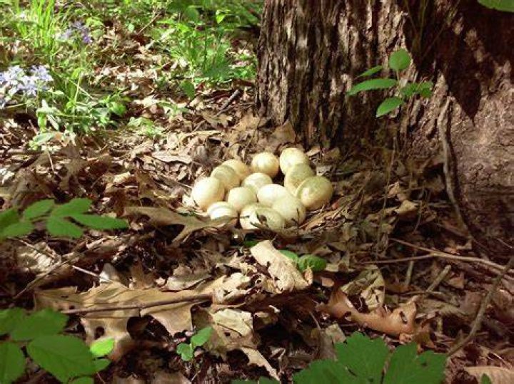 Do armadillos eat turkey eggs?