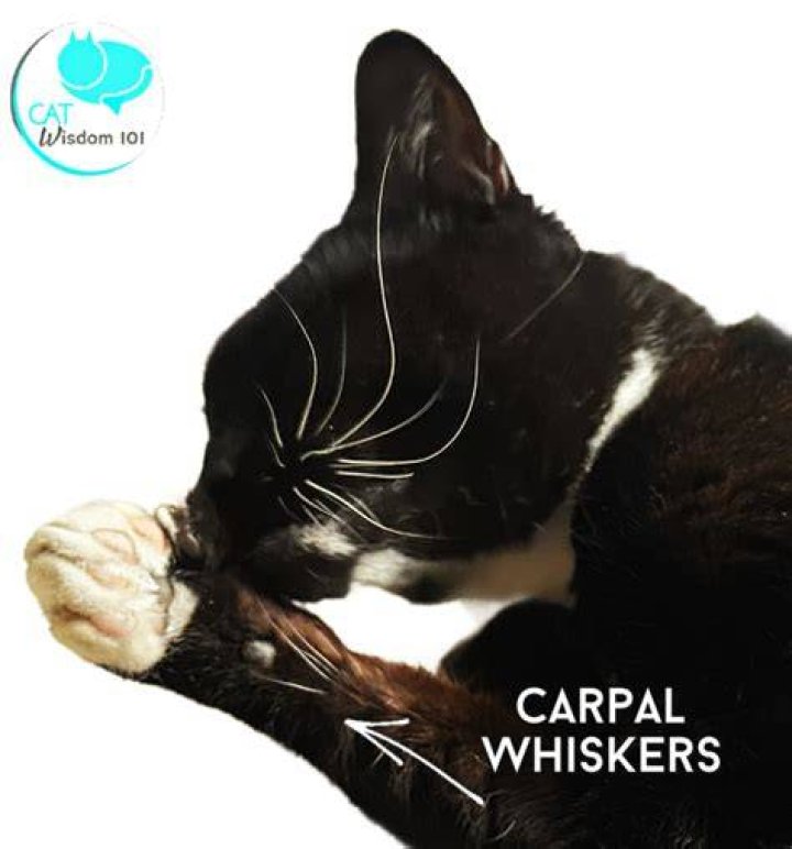 Do cats whiskers help them balance?
