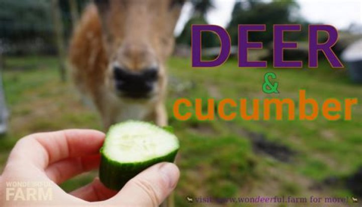 Do deer eat cucumbers?