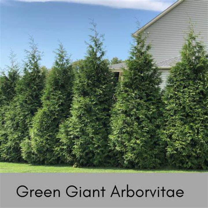 Do deer eat Techny arborvitae?