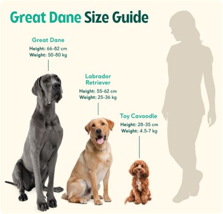 Do Great Danes think they are lap dogs?