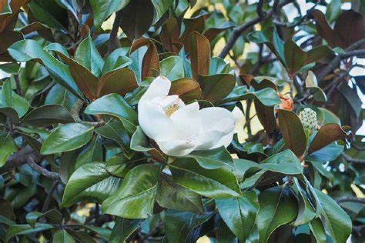 Do magnolia trees grow in Kentucky?