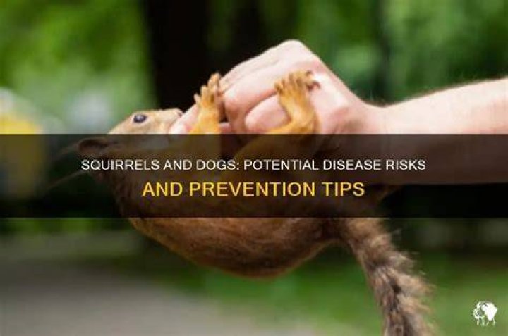 Do squirrels carry diseases harmful to dogs?