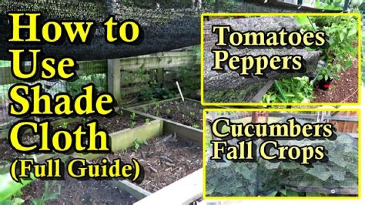 Do tomatoes need shade cloth?