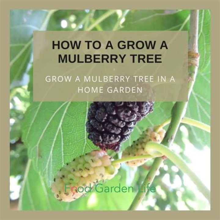 Do trees grow from the bottom or top up?