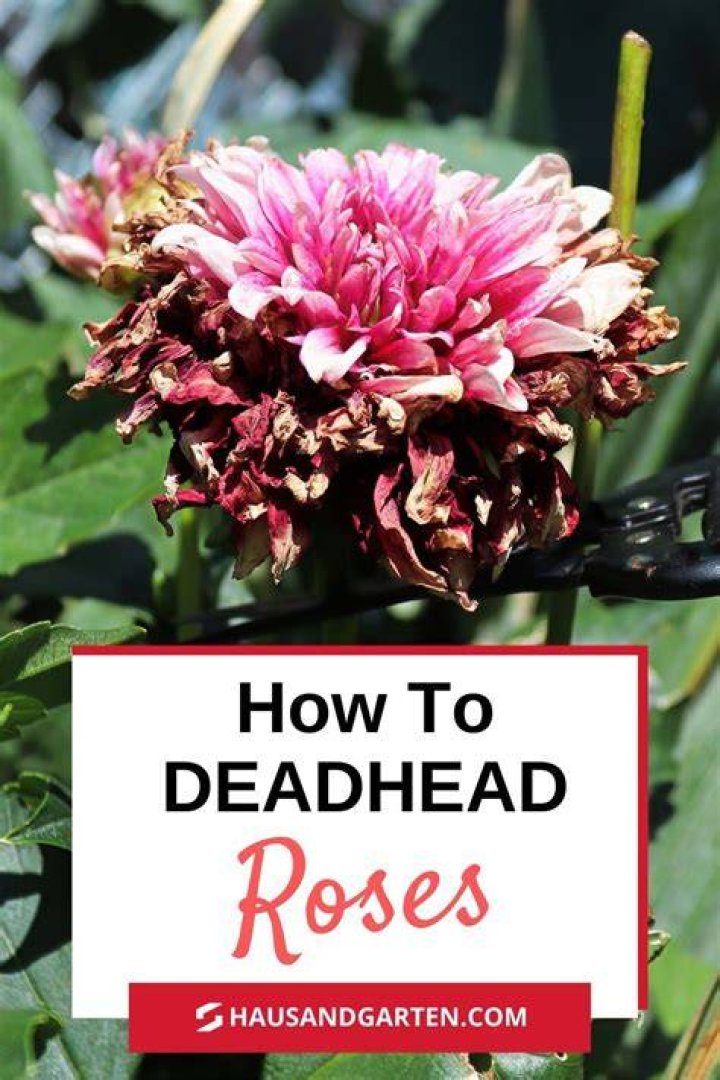Do you deadhead thistles?