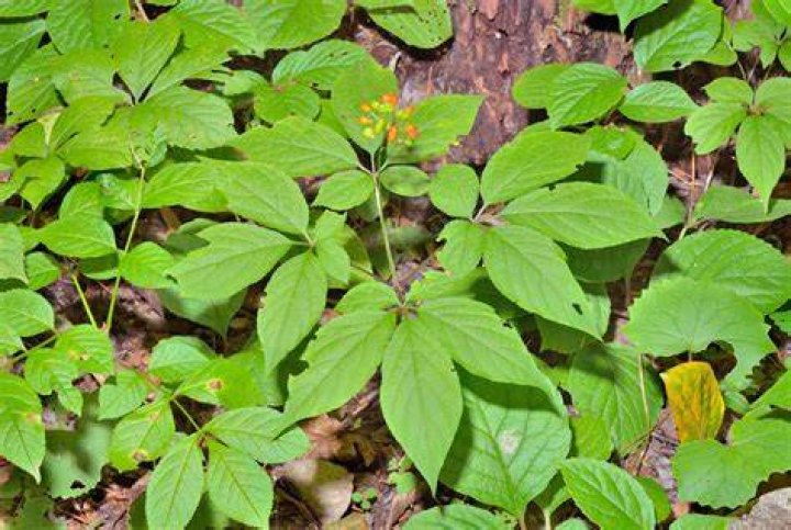 Does ginseng grow in Alabama?