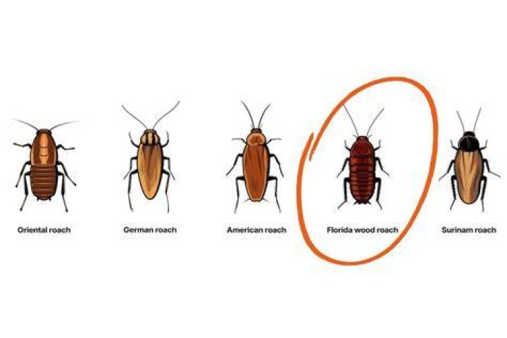 Does Wood attract roaches?