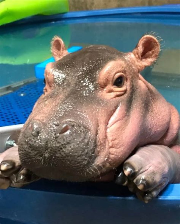 Fiona the Baby Hippo of The Cincinnati Zoo is the Official Queen of the Summer
