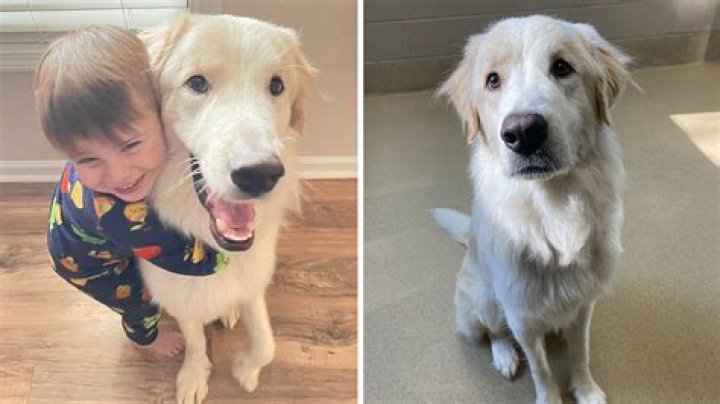 Ginny the Pup Gets A Celebratory Bash After Waiting 1,000 Days to Be Adopted