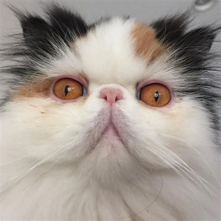 Graveskull the Persian Cat is a Yoga loving masseuse