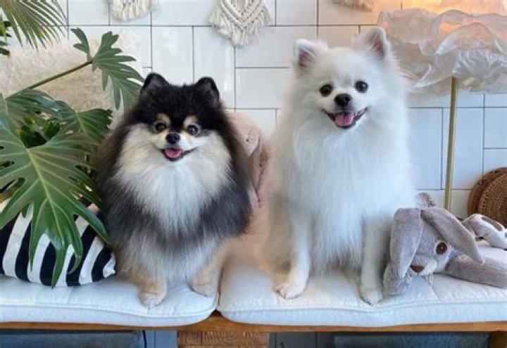 Greg Renko Pets - Celebrity Pets