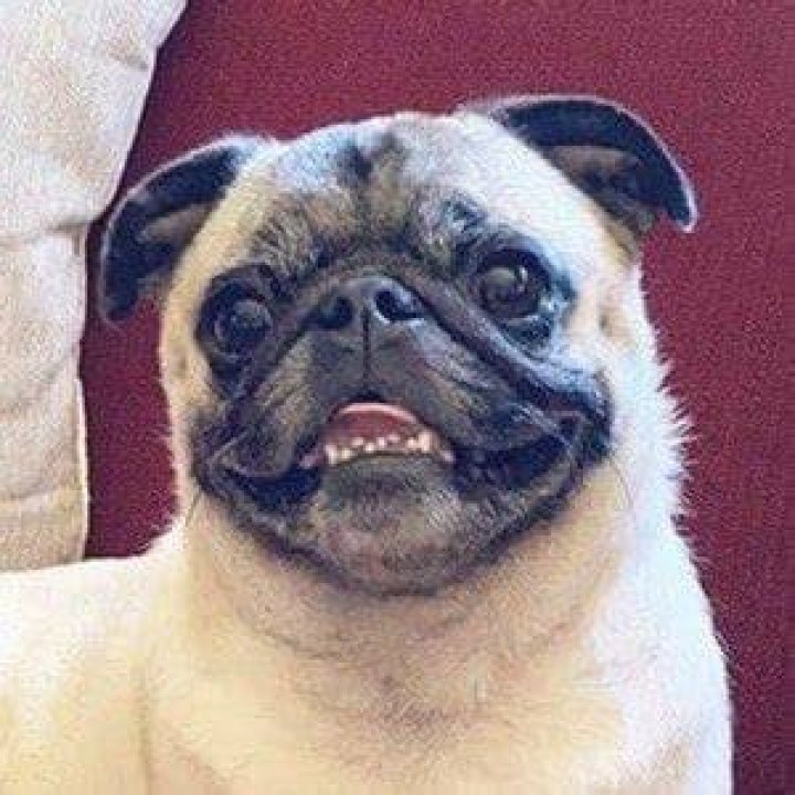 Guppy the Pug - Age, Family, Bio