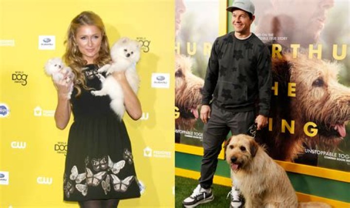 Guy Ritchie Pets - Celebrity Pets
