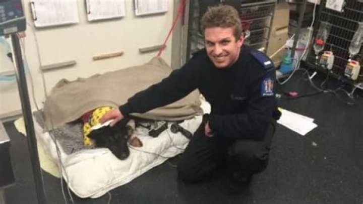 Hero police dog stabbed, saved by another hero police dog with blood donation