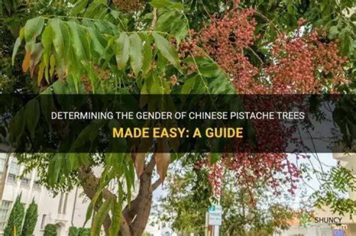 How can you tell if a Chinese pistache is male or female?
