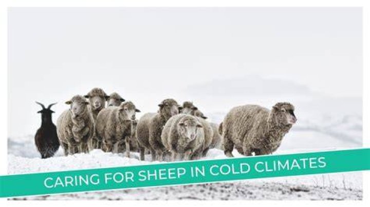 How cold can sheep survive?
